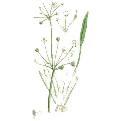 Branching stems with round buds - English Botany, or Coloured Figures of British Plants, Volume 9 - 1863