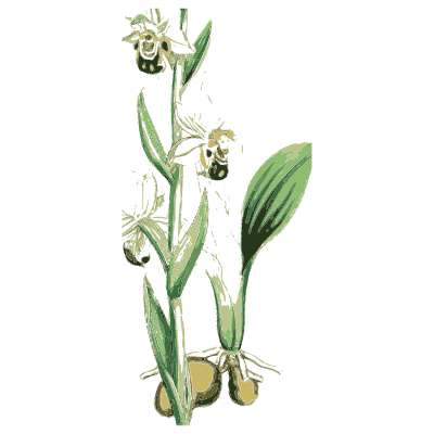 Orchid with round tubers - English Botany, or Coloured Figures of British Plants, Volume 9 - 1863