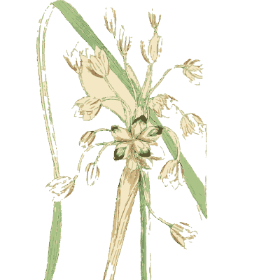 Pale grassy plant with seed studies - English Botany, or Coloured Figures of British Plants, Volume 9 - 1863