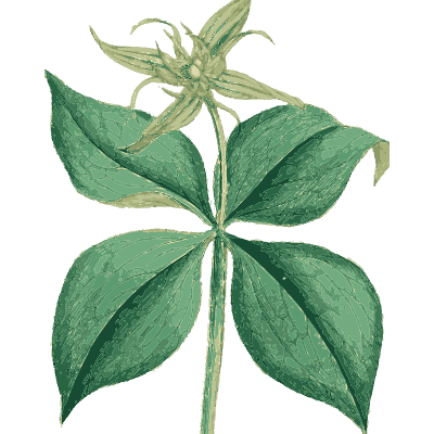 Herb paris - English Botany, or Coloured Figures of British Plants, Volume 9 - 1863
