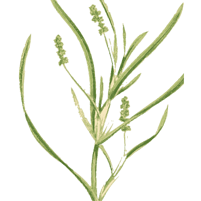 Sedge with green flower spikes - English Botany, or Coloured Figures of British Plants, Volume 9 - 1863