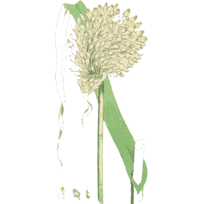 Allium head from spathe - English Botany, or Coloured Figures of British Plants, Volume 9 - 1863