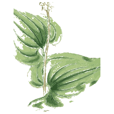 Heart-leaved stem with small spike - English Botany, or Coloured Figures of British Plants, Volume 9 - 1863