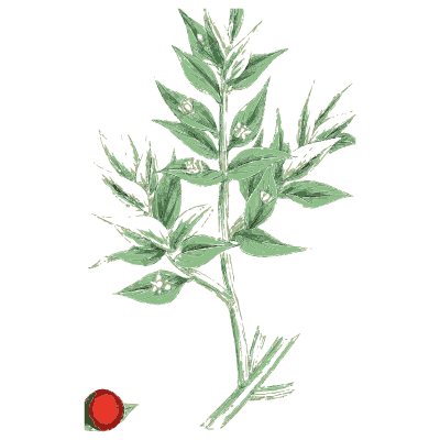 Butcher's broom with red berry - English Botany, or Coloured Figures of British Plants, Volume 9 - 1863