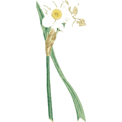 White narcissus 01 - English Botany, or Coloured Figures of British Plants, Volume 9 - 1863
