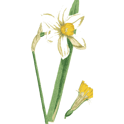 White narcissus 02 - English Botany, or Coloured Figures of British Plants, Volume 9 - 1863