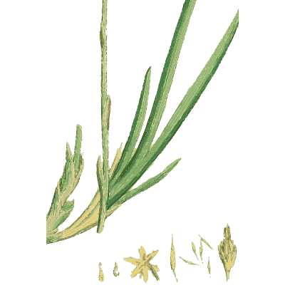 Yellow flower spike with narrow leaves - English Botany, or Coloured Figures of British Plants, Volume 9 - 1863