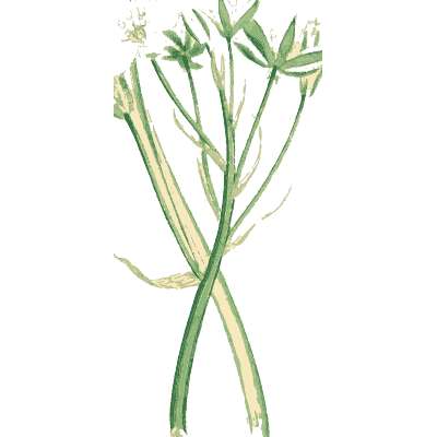 Slender plant with a small flower umbel - English Botany, or Coloured Figures of British Plants, Volume 9 - 1863