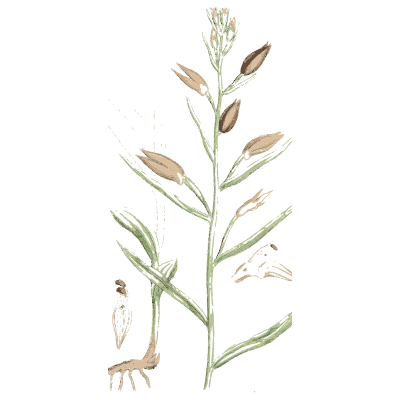 Upright stem with seed capsules - English Botany, or Coloured Figures of British Plants, Volume 9 - 1863