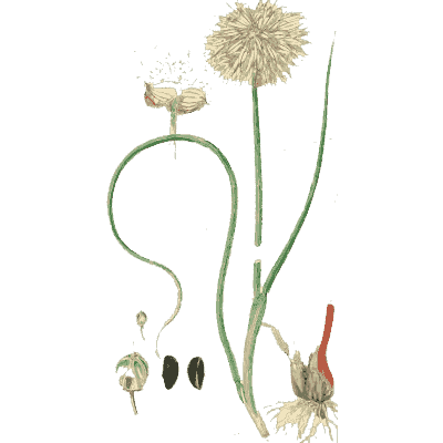 Wild allium seed head - English Botany, or Coloured Figures of British Plants, Volume 9 - 1863