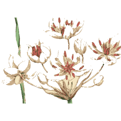Flowering rush - English Botany, or Coloured Figures of British Plants, Volume 9 - 1863