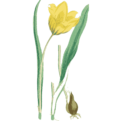 Wild tulip - English Botany, or Coloured Figures of British Plants, Volume 9 - 1863