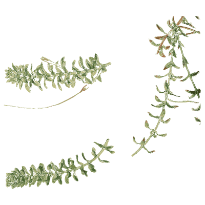 Shoots with overlapping scale leaves - English Botany, or Coloured Figures of British Plants, Volume 9 - 1863