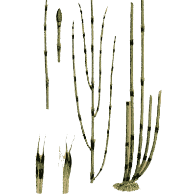Jointed horsetail stems - English Botany, or Coloured Figures of British Plants, Volume 12 - 1863