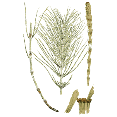 Horsetail with fertile cone 01 - English Botany, or Coloured Figures of British Plants, Volume 12 - 1863