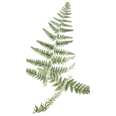 Triangular fern frond - English Botany, or Coloured Figures of British Plants, Volume 12 - 1863