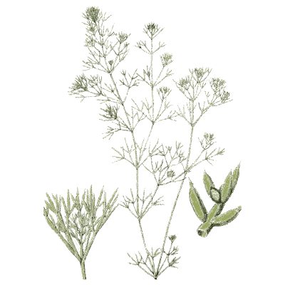 Branching stonewort - English Botany, or Coloured Figures of British Plants, Volume 12 - 1863