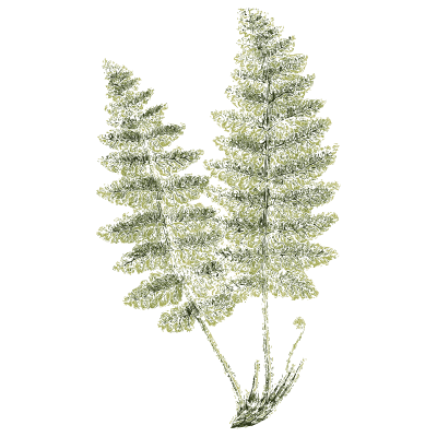 Two feathery fern fronds - English Botany, or Coloured Figures of British Plants, Volume 12 - 1863