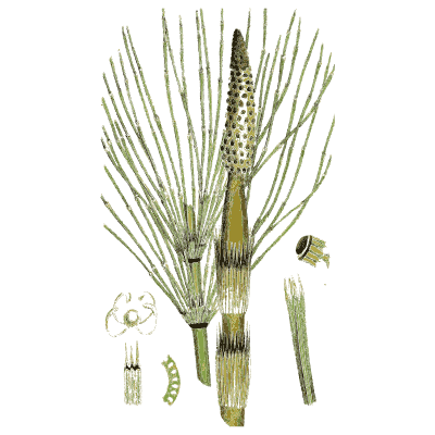 Stout horsetail with fertile cone - English Botany, or Coloured Figures of British Plants, Volume 12 - 1863