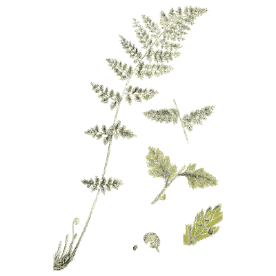 Finely divided fern frond - English Botany, or Coloured Figures of British Plants, Volume 12 - 1863