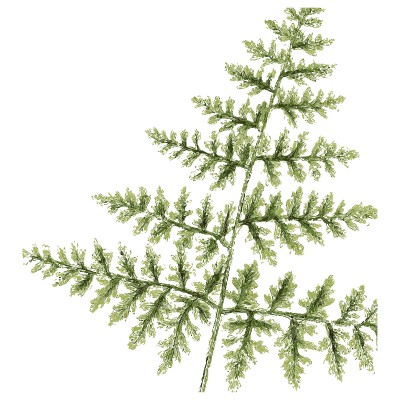 Small fern with creeping root - English Botany, or Coloured Figures of British Plants, Volume 12 - 1863