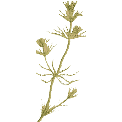Slender stonewort - English Botany, or Coloured Figures of British Plants, Volume 12 - 1863