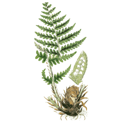 Fern frond with spore cases - English Botany, or Coloured Figures of British Plants, Volume 12 - 1863