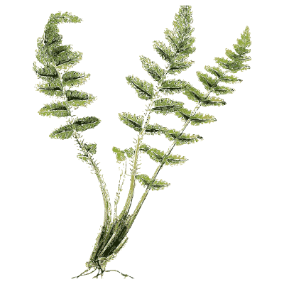 Two fern fronds on a scaly root - English Botany, or Coloured Figures of British Plants, Volume 12 - 1863