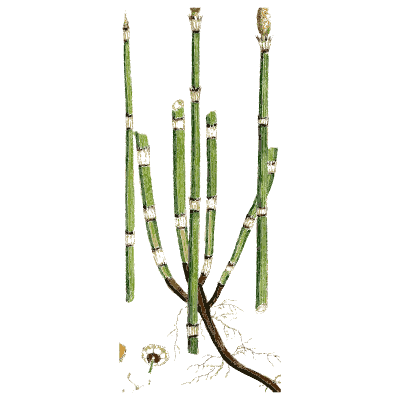 Thick jointed horsetail stems - English Botany, or Coloured Figures of British Plants, Volume 12 - 1863