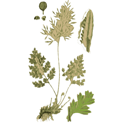 Lacy fern with lobed leaves - English Botany, or Coloured Figures of British Plants, Volume 12 - 1863
