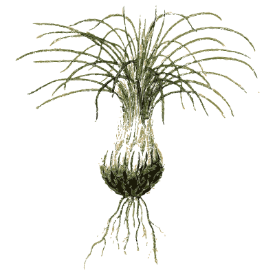 Tuft of thread-like leaves - English Botany, or Coloured Figures of British Plants, Volume 12 - 1863