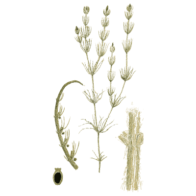 Curved stonewort - English Botany, or Coloured Figures of British Plants, Volume 12 - 1863