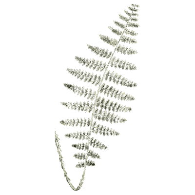 Lance-shaped fern frond - English Botany, or Coloured Figures of British Plants, Volume 12 - 1863