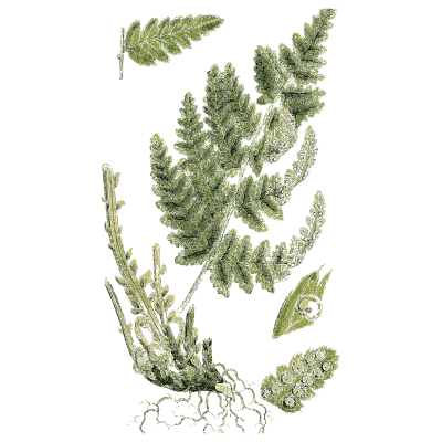 Clump of fern fronds with spore cases - English Botany, or Coloured Figures of British Plants, Volume 12 - 1863