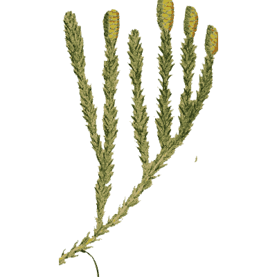 Small forked clubmoss - English Botany, or Coloured Figures of British Plants, Volume 12 - 1863