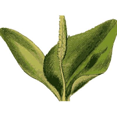 Adder's tongue fern - English Botany, or Coloured Figures of British Plants, Volume 12 - 1863