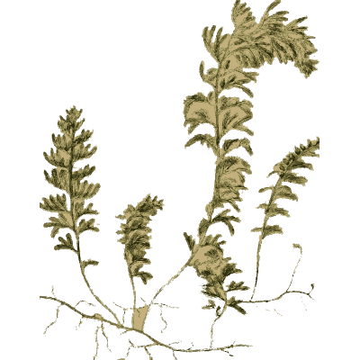 Upright clubmoss shoots - English Botany, or Coloured Figures of British Plants, Volume 12 - 1863