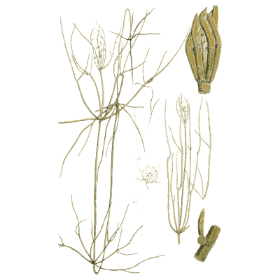 Thread-stemmed stonewort with fruit - English Botany, or Coloured Figures of British Plants, Volume 12 - 1863
