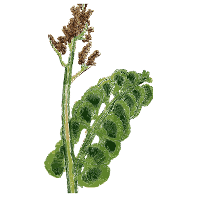 Moonwort fern - English Botany, or Coloured Figures of British Plants, Volume 12 - 1863