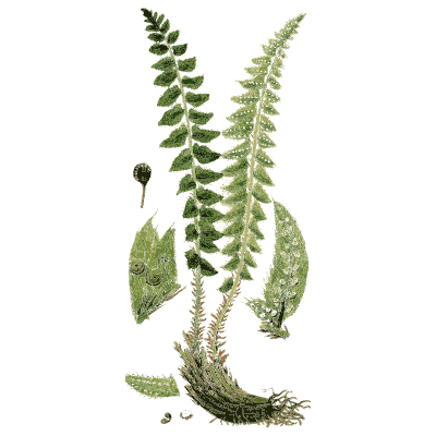 Shield fern fronds - English Botany, or Coloured Figures of British Plants, Volume 12 - 1863