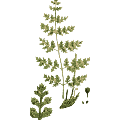 Lacy fern with fertile spike - English Botany, or Coloured Figures of British Plants, Volume 12 - 1863