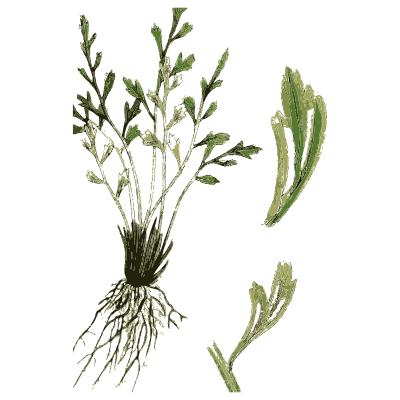 Small leafy fern shoots - English Botany, or Coloured Figures of British Plants, Volume 12 - 1863
