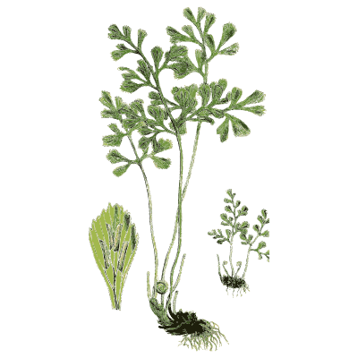 Fern with rounded lobed pinnae - English Botany, or Coloured Figures of British Plants, Volume 12 - 1863