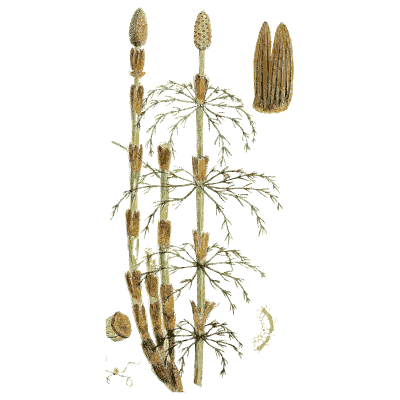 Horsetail stems with fertile cones - English Botany, or Coloured Figures of British Plants, Volume 12 - 1863