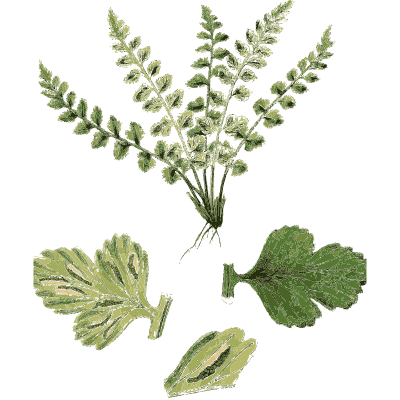 Fern fronds above lobed leaves - English Botany, or Coloured Figures of British Plants, Volume 12 - 1863