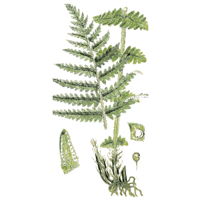 Fern fronds with toothed pinnae - English Botany, or Coloured Figures of British Plants, Volume 12 - 1863