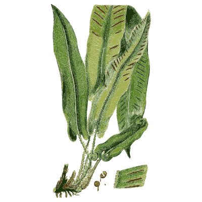 Hart's tongue fern - English Botany, or Coloured Figures of British Plants, Volume 12 - 1863