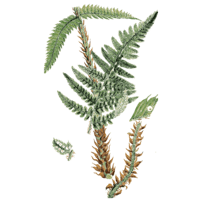 Fern fronds with scaly stalks - English Botany, or Coloured Figures of British Plants, Volume 12 - 1863