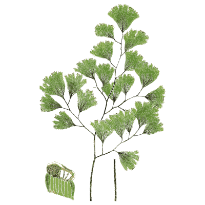 Maidenhair fern - English Botany, or Coloured Figures of British Plants, Volume 12 - 1863