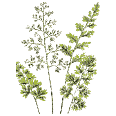 Small finely divided fern - English Botany, or Coloured Figures of British Plants, Volume 12 - 1863